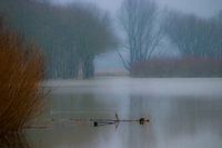 Das steigende Wasser
