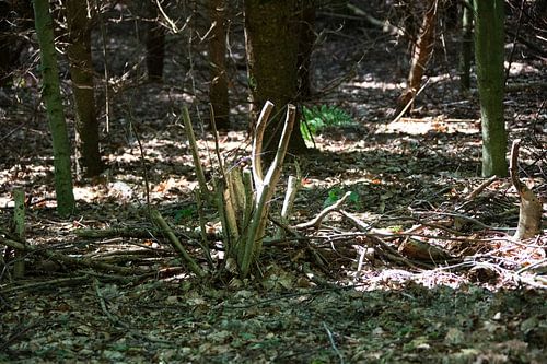 Ontdek de natuur in een bosrijk gebied in Emsland, Nedersaksen, Duitsland