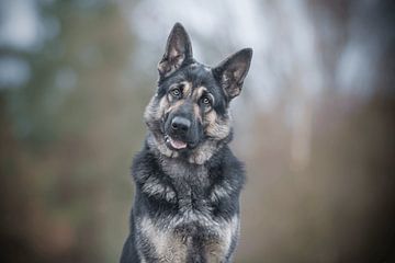 Duitse herder hond portret van Sanne Harmsen