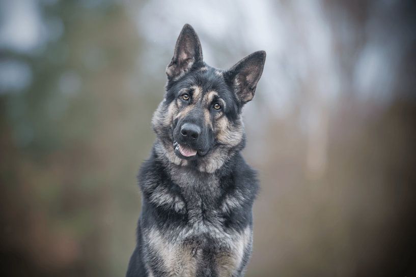 Duitse herder hond portret van Sanne Harmsen