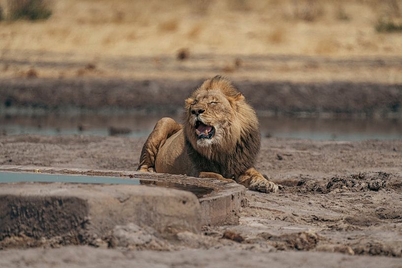 Löwe in Namibia, Afrika von Patrick Groß