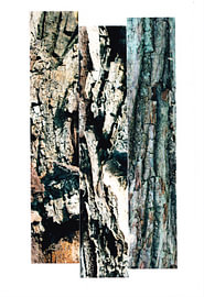Tree-trunk structures No. 21