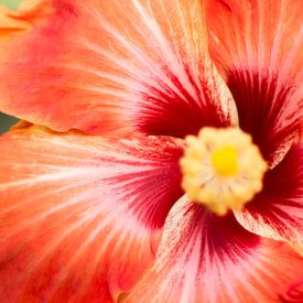 Hibiscus van RNK Fotografie