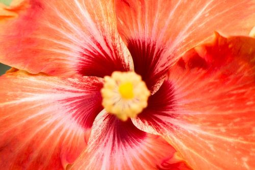 Hibiscus