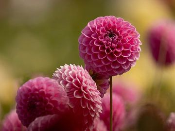 Roze Dahlia's van Tessa Poll