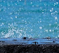 Crabs