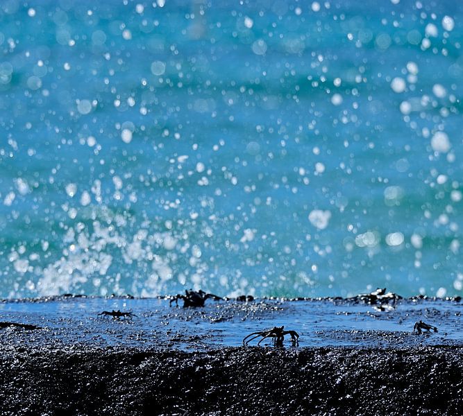 Crabs by Unieke natuurfoto's
