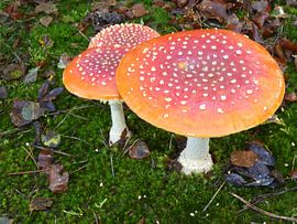 Tweeling by Ronald Wakker