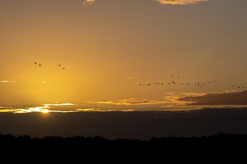 zonsopkomst met vogels in de goud kleurige lucht