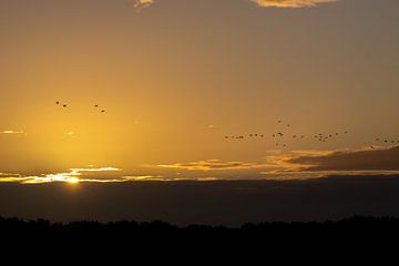 zonsopkomst met vogels in de goud kleurige lucht van Jack Van de Vin