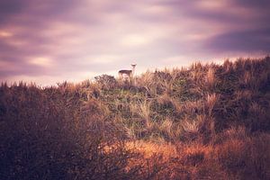 Hirsch auf dem Hügel von mirka koot