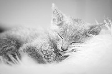 kitten, kat zwart wit van WeVaFotografie