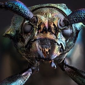 Close-up of a Musk Beetle (focus stacking) by Jolanda Aalbers