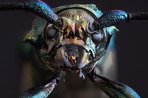 Nahaufnahme eines Moschus-Käfers (Fokus-Stacking) von Jolanda Aalbers