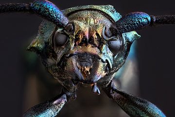 Close-up of a Musk Beetle (focus stacking)