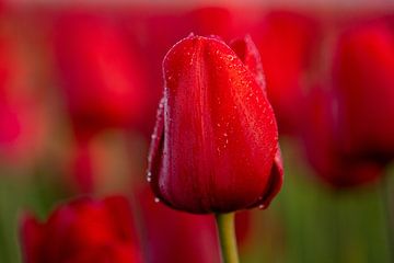Rode tulpen met ochtenddauw van Eefje John