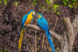 zwei Papageien auf einem Ast von Fred Leeflang