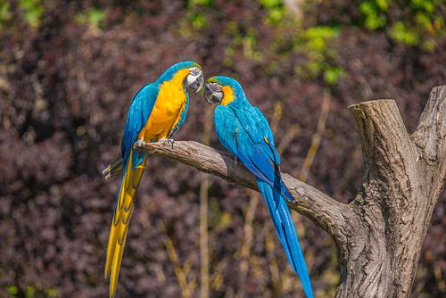 zwei Papageien auf einem Ast