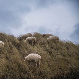 Habitants silencieux des dunes sur Beeldspraak