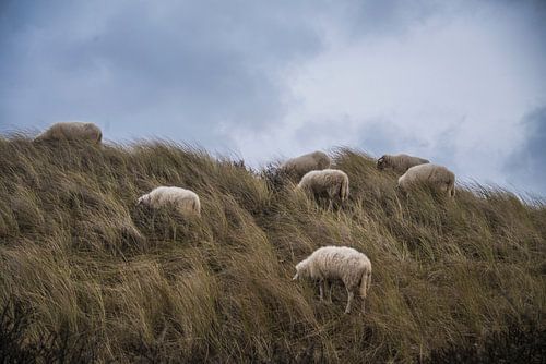 Silent dune dwellers