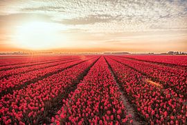 Tulpenvel von Erik Noordhoek