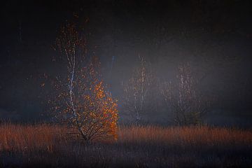 Herbstlandschaft Kampina niederlande von Erwin Stevens