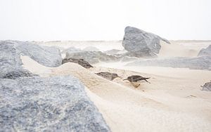 Vögel im Sandsturm von Danny Slijfer Natuurfotografie