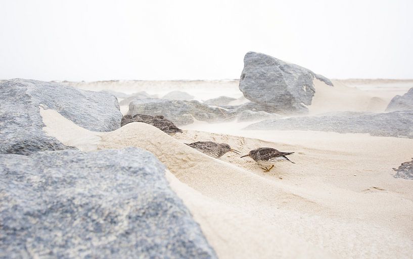 Vögel im Sandsturm von Danny Slijfer Natuurfotografie