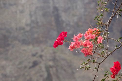 Bougainville