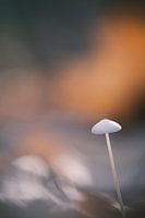 Forest Dreaming