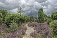Durch die Ellerndorfer Wacholderheide