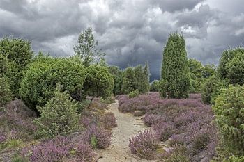 Durch die Ellerndorfer Wacholderheide