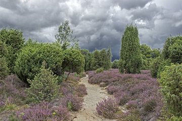Door de jeneverbesheide van Ellerndorf