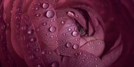 Panorama of drops on an old pink flower by Marjolijn van den Berg