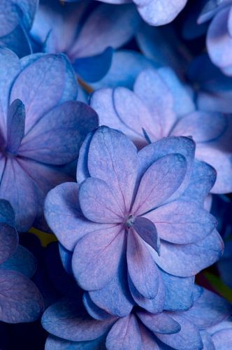 Close-up of a hydrangea in blue and pink