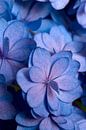 Nahaufnahme einer Hortensie in Blau und Rosa von Margot van den Berg Miniaturansicht