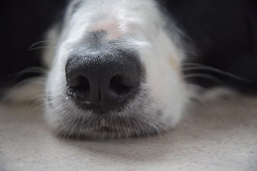 Dog Nose