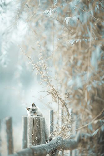 "Hello" - Serenity in blue | A cat portrait