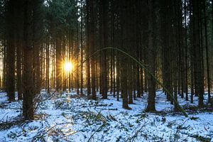 Zonsondergang in winters bos (Nederland) van Marcel Kerdijk