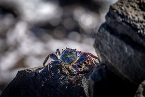 Crabe