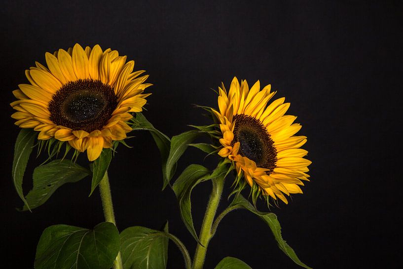 Zonnebloemen 5 van Joke Beers-Blom