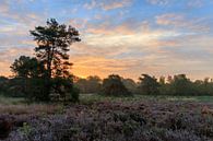 Heideveld mit einem schönen Sonnenaufgang auf der Veluwe von Photo Henk van Dijk Miniaturansicht