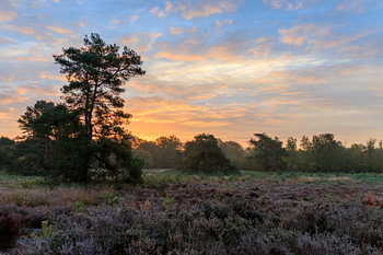 Heideveld mit einem schönen Sonnenaufgang auf der Veluwe