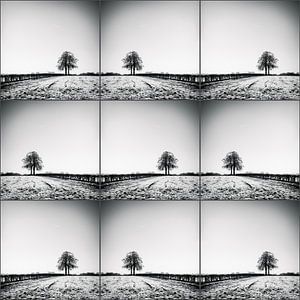 Lonelytree-Collage