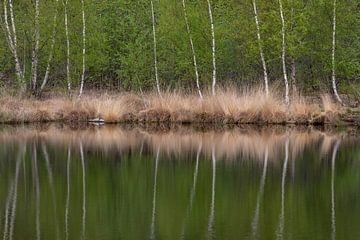 Mirrored birch by Albert Mendelewski