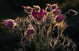 Pulsatilla - Pasque flower by Petra Dvorak