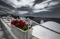santorini flowers