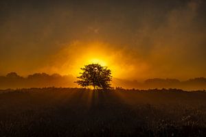 Die Drentse Heide bei Sonnenaufgang