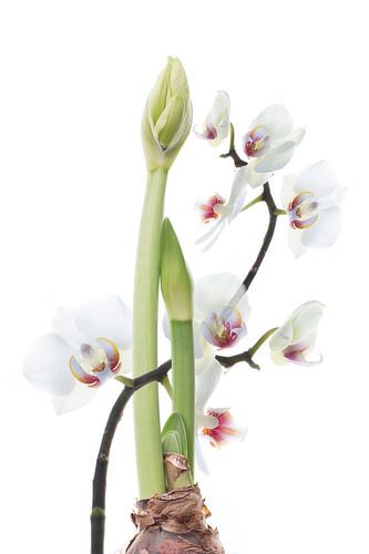 Stilleven amaryllis en  orchidee