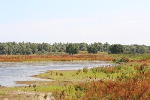 Oostvaardersplassen.